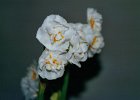 020201 19 narcissen